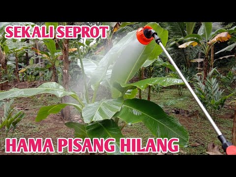 PERAWATAN TANAMAN PISANG YANG BAIK DAN BENAR PERAWATAN TANAMAN PISANG YANG BAIK DAN BENAR