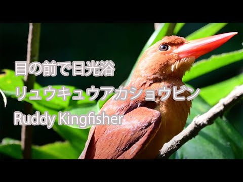 【目の前で日光浴】リュウキュウアカショウビン Ruddy Kingfisher