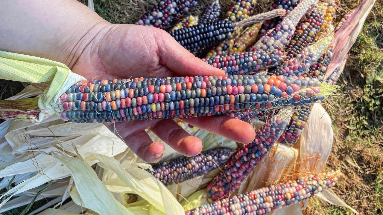 INCREDIBLE EDIBLE Glass Gem Corn!! 