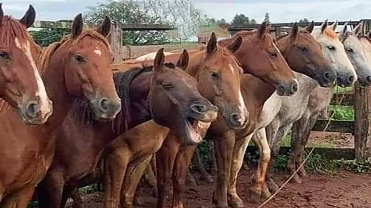 ¡Estos caballos divertidos son imprescindibles! - Los vídeos de ANIMALES más divertidos