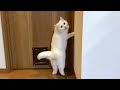 自分でドアロックをかけて部屋に入れなくなった猫…!