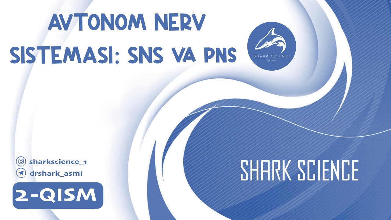 ᴀɴs : sɪᴍᴘᴀᴛɪᴋ ᴠᴀ ᴘᴀʀᴀsɪᴍᴘᴀᴛɪᴋ ɴᴇʀᴠ sɪsᴛᴇᴍᴀʟᴀʀɪ ᴛᴀsɴɪғɪ