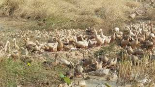 Herds of ducks looking for food.