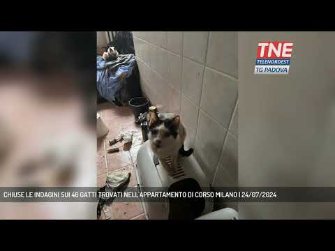 CHIUSE LE INDAGINI SUI 46 GATTI TROVATI NELL'APPARTAMENTO DI CORSO MILANO | 24/07/2024