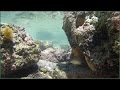 Rocky Point Mexico GoPro underwater in Fish video in Tide Pools