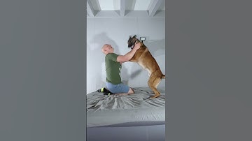 But srs. Dominance in dog training is rediculous. Crap like alpha rolling only hurts relationship.