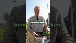 Krabbescheer Is Een Inheemse Vijverplant Die Je Water Kraakhelder Houdt. In Deze Video Leg Ik Uit...