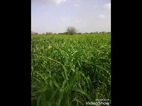 الفنان فضل الله أولاد العجمي