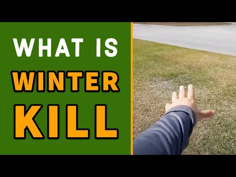 Video: Šta je Winterkill - Kako popraviti gole tačke na travnjaku nakon zime