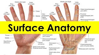 Surface Anatomy of the Hand (12/14) || Upper Limb || كلية الطب - مادة التشريح || (M1---) || [57]