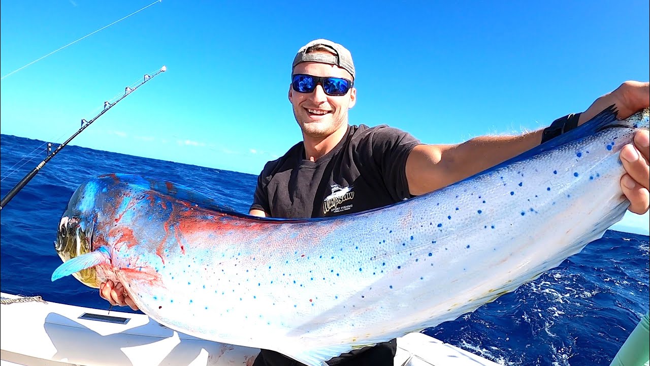 MAHI MAHI Fishing in Hawaii Catch and Fillet Deep Sea Fishing Oahu