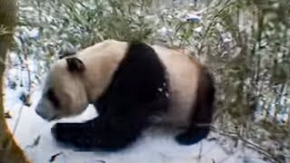 Giant panda bears in the forest - David Attenborough - BBC wildlife Giant panda bears in the forest - David Attenborough - BBC wildlife
