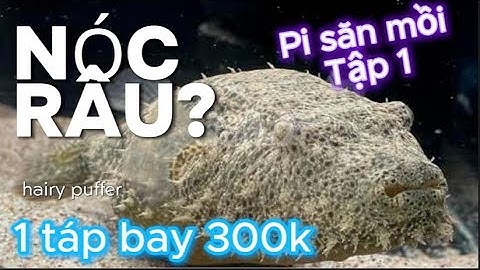 Cá Nóc râu Hairy Puffer săn mồi, săn con cá chép sư táp phát in 10 dấu răng nhưng.. tập 1
