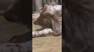 English Setter puppy Tulip is a true FOODIE!