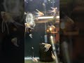#animals #youtube #love #fish #fishing #aquarium #happy #music #angelfish