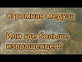 Азовское море 2020/ясенская переправа/огромные медузы/море в сентябре/размышление о переезде