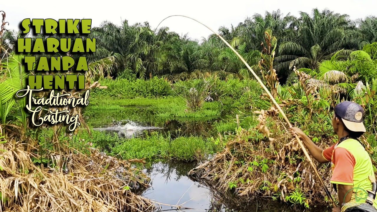 MAMAIR IWAK HARUAN/GABUS DI RAWA AIR HITAM TERSEMBUNYI DALAM KEBUN SAWIT