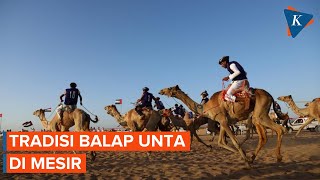 Melihat Tradisi Balap Unta di Mesir