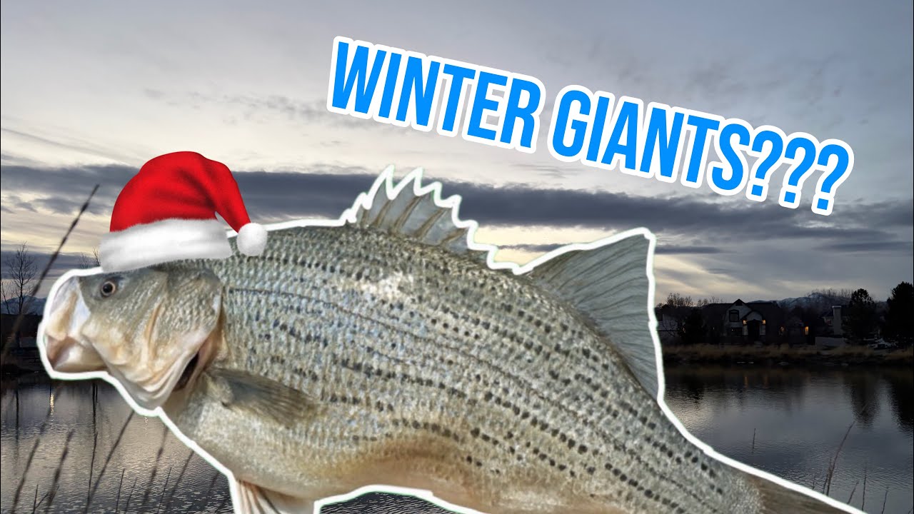 Trying to catch GIANT wiper and carp!