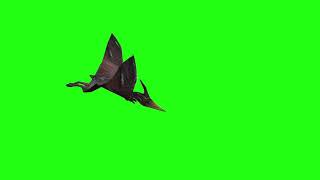 Pterodactyl Fly Down | Green Screen 3D Animation Video