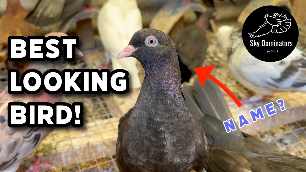 Our Best Looking Young Bird Gets A Stunning Name!