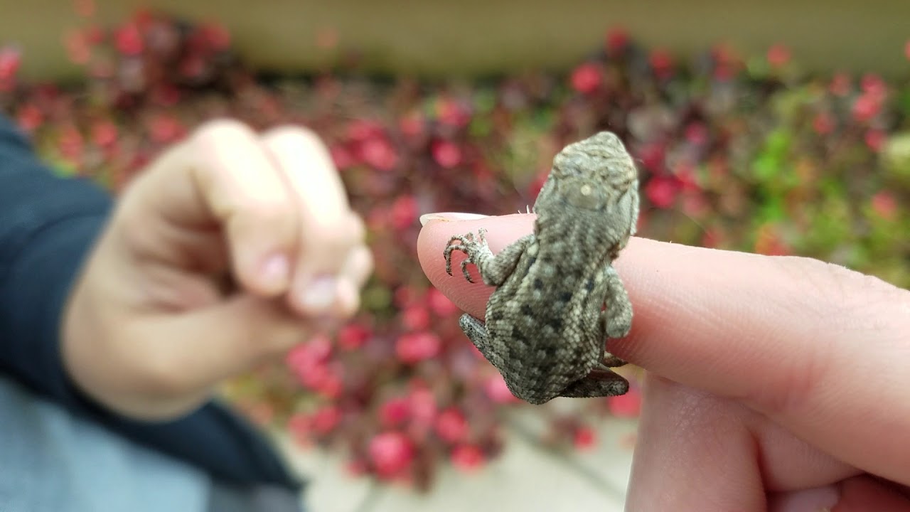 camera iphone 8 plus apk Baby western fence lizard