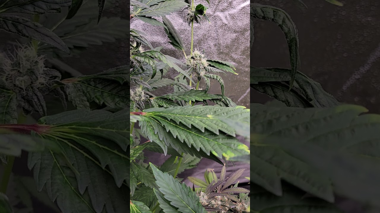 Envy genetics Drip V2 day 32