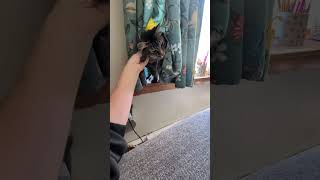 Good morning! Cat peeking through curtains. Daisy!