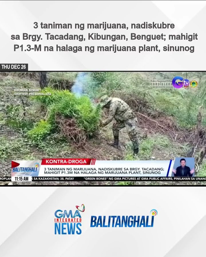 3 taniman ng marijuana, nadiskubre sa Brgy. Tacadang, Kibungan, Benguet; mahigit... | Balitanghali