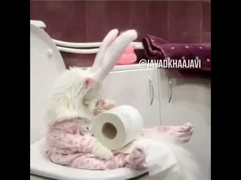 جواد خواجوی گربه در دستشویی