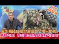 【大新聞大爆卦】鳳梨輸陸合格率逼近百? 哪來數據?真相大白! 農委會忽視被退運為大內宣? 精華版