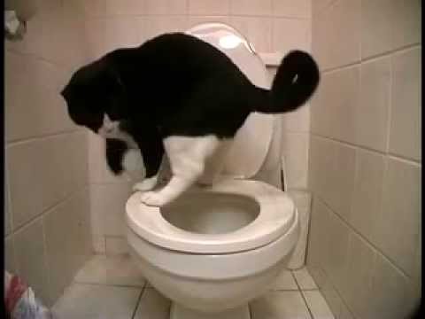 Видео: Как да тоалетна обучавам коте