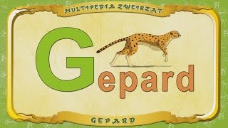 Multipedia Zwierząt. Litera  G - Gepard