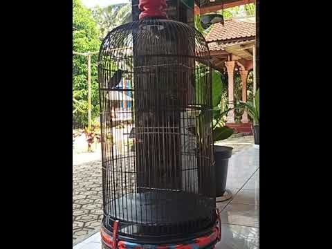 SETINGAN KONIN OM EGY, CUMA PAKAI RUJAK NEKTAR BURUNG MENJADI NGOTOT. ROLL TEMBAK. VOLUME TEMBUS