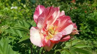ITO Hybrid Peonies: Julia Rose & Old Rose Dandy