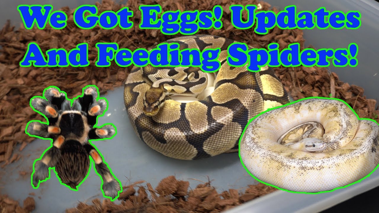 skins exclusivas fortnite Entire reptiles collection update part 4!