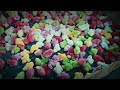 World's Cutest Chick Video | Cute Baby Chickens