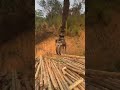 How logger smooth operate the log grab to load wood on truck#log #wood #timber #excavator grab