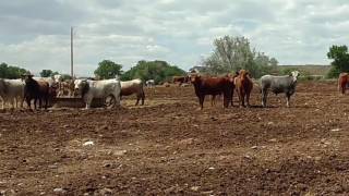 Interview with Dale Neff: A Cody, WY Rancher for over 30 years
