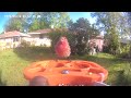 Birds video afternoon today 