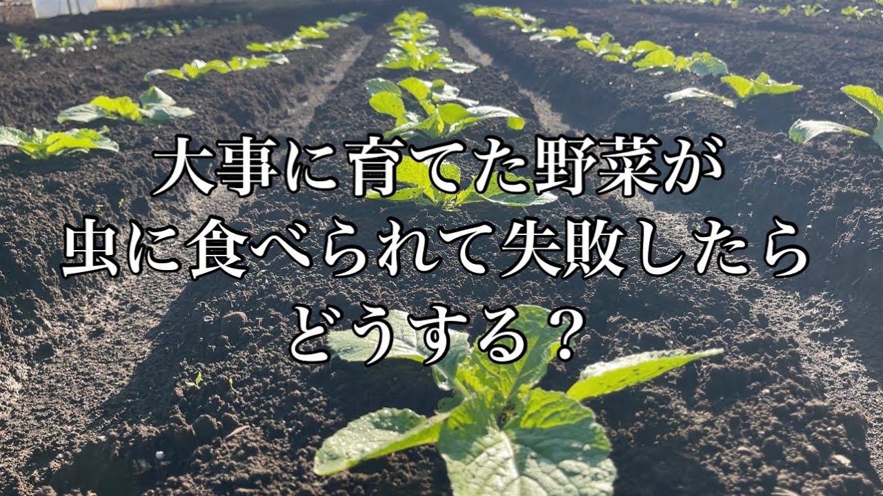 秋まき野菜が虫に食べられて失敗しても諦めないでください！まだ間に合う種まきと育て方があります！　23/10/5