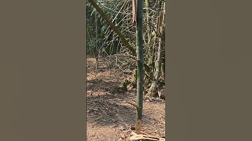 Tôi làm con dao quắm phát rẫy bằng thép vòng bi xe tăng chặt cây tre già như thái đậu phụng vậy