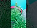 meyra chota sa video