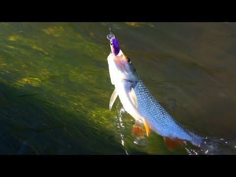 Fishing in small rivers in summer