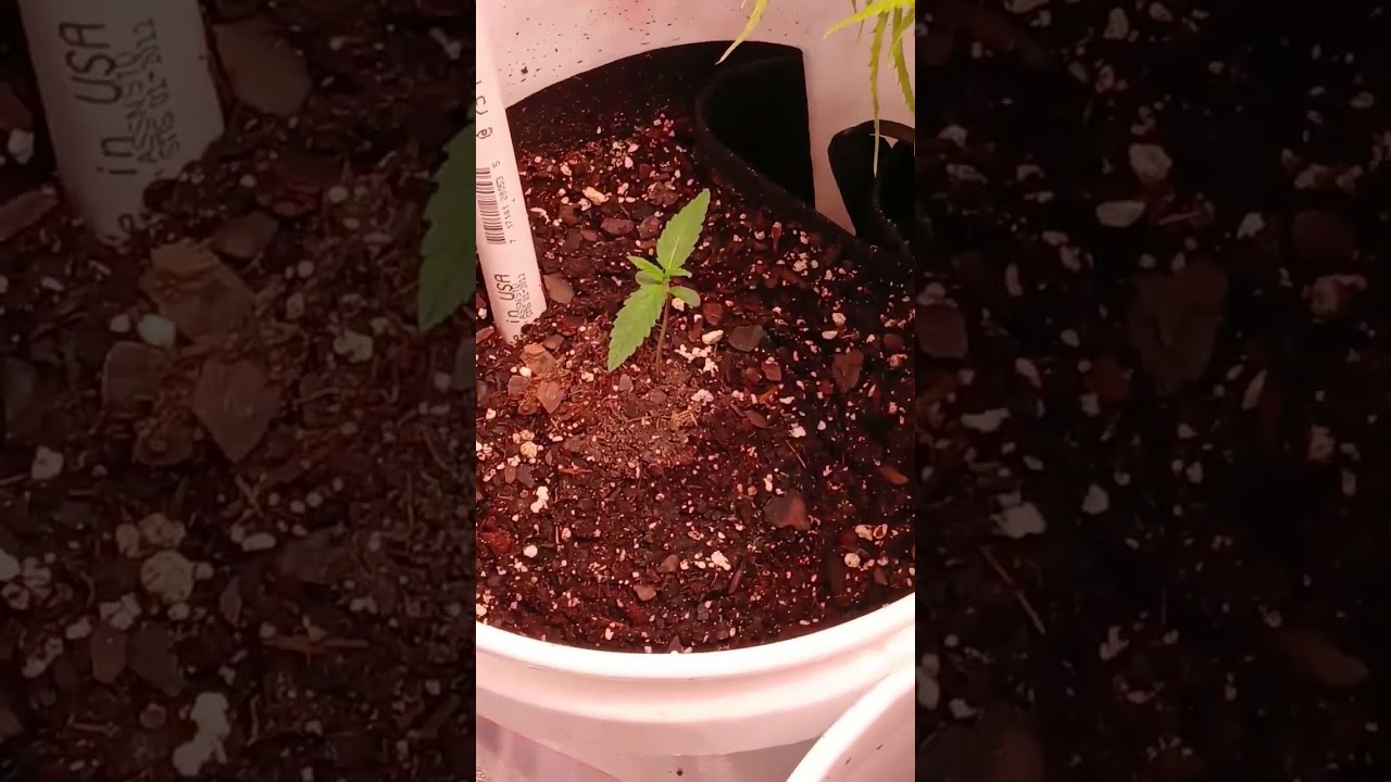 Guava  autos, gorilla cookie auto, Durban poison auto, dosi auto