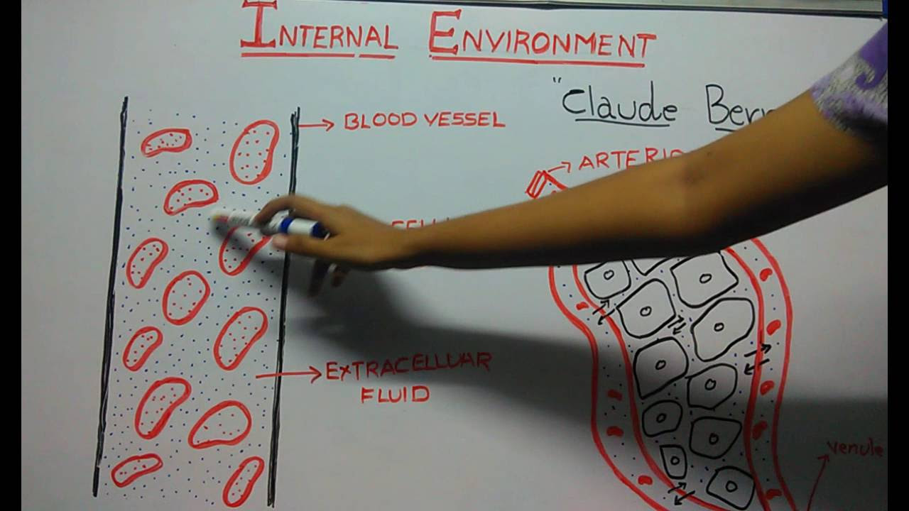 internal environment  New 2022  internal environment and homeostasis