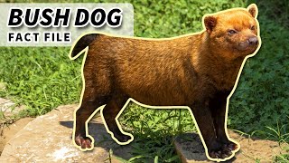 Bush Dog Facts: the canine you've NEVER HEARD OF | Animal Fact Files