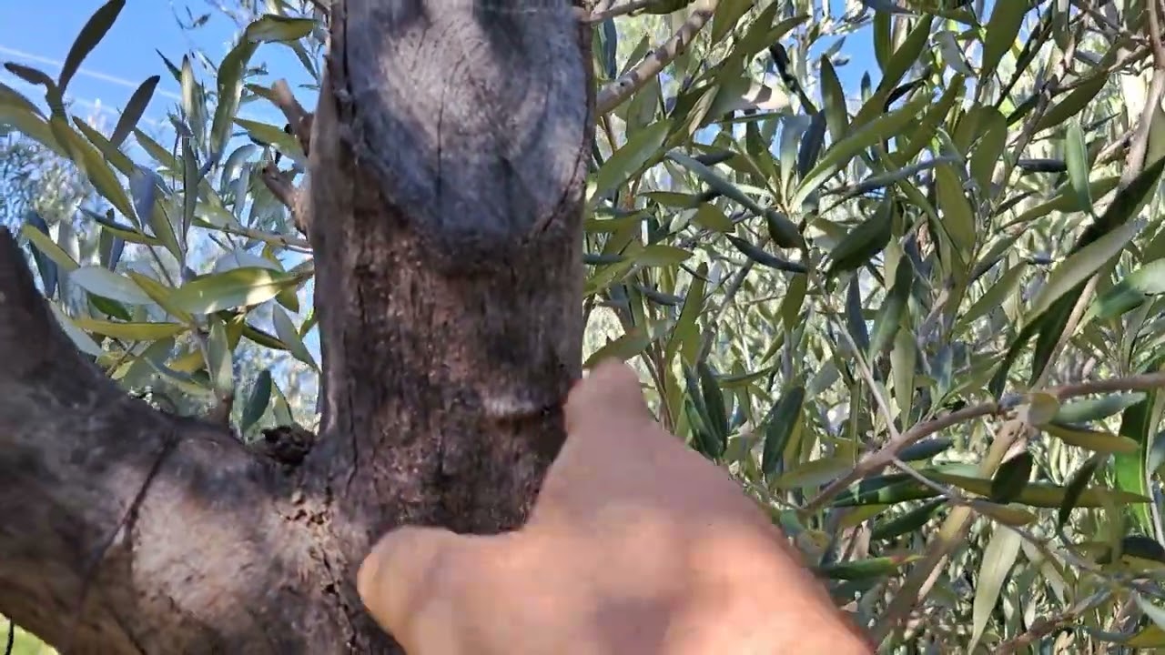 Λάθη στο κλάδεμα ελιάς| 1. Τακούνια