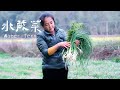 水蕨菜，蕨類中的美味實力擔當，分享3種吃法|Three delicious ways to eat water fern【乡野莲姐】