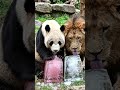 lion and panda eating ice|lion cartoon | animals cartoon| mini ai world 🌍| ai cartoons